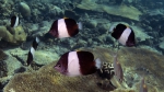 Hemitaurichthys zoster BlackPyramidButterflyfish DMS