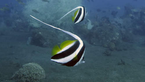 Heniochus acuminatus LongfinBannerfish DMS