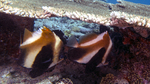 Heniochus pleurotaenia IndianOceanBannerfish DMS