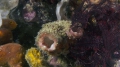 Tunicata (sea squirts)