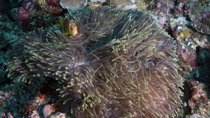 Heteractis magnifica MagnificentSeaAnemone DMS