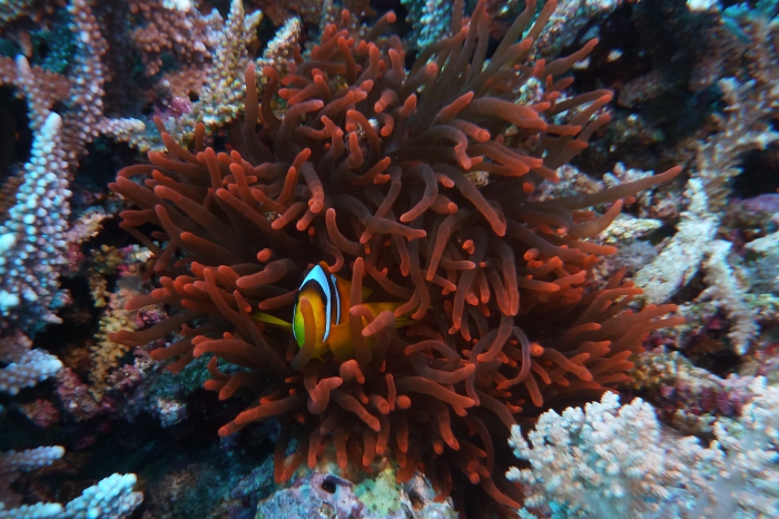Heteractis magnifica1 DMS Heteractis magnifica1 DMS