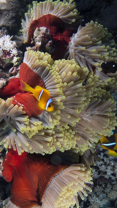Heteractis magnifica2 DMS Heteractis magnifica2 DMS