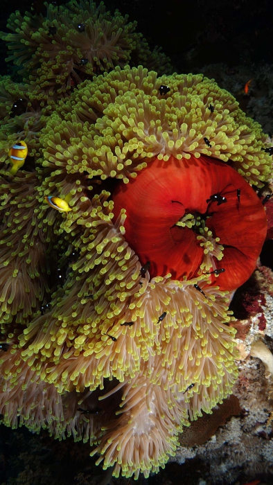 Heteractis magnifica4 DMS Heteractis magnifica4 DMS