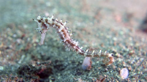 Hippocampus histrix ThornySeaHorse DMS