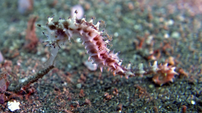 Hippocampus histrix ThornySeaHorse1 DMS Hippocampus histrix ThornySeaHorse1 DMS