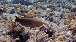 Hipposcarus harid Candelamoa parrotfish DMS