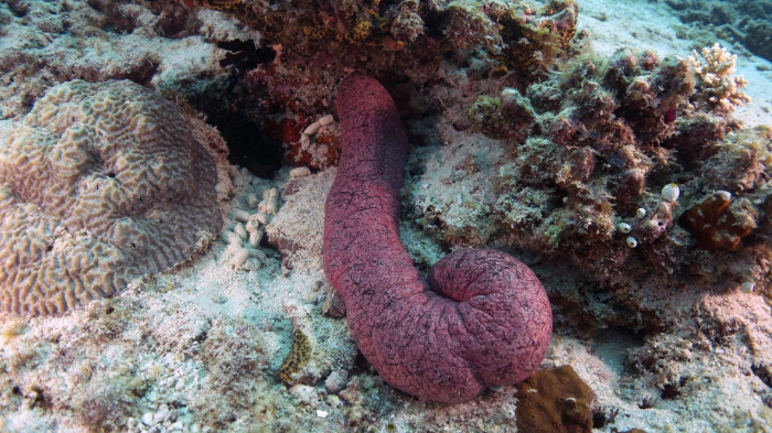Holothuria (Halodeima) edulis EdibleSeaCucumber DMS Holothuria (Halodeima) edulis EdibleSeaCucumber DMS