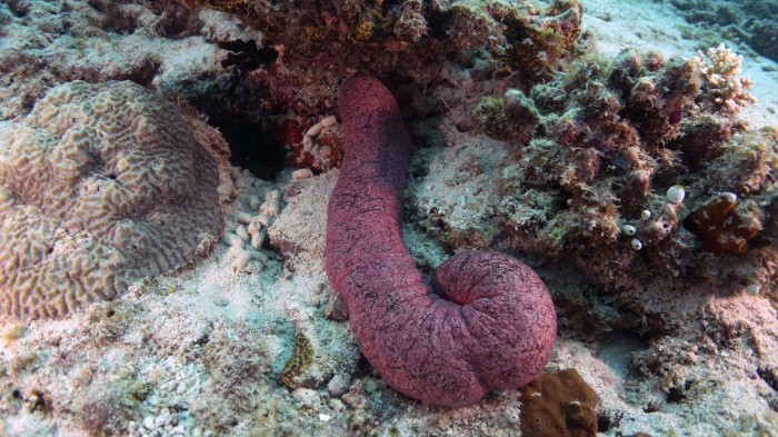 WoRMS - World Register of Marine Species - Photogallery