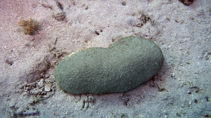 Holothuria leucospilota DMS