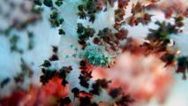 Hoplophrys oatesi CandyCrab DMS, author: ReefLifeApps.com