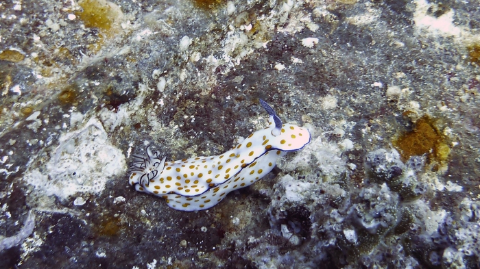 Hypselodoris pulchella DMS