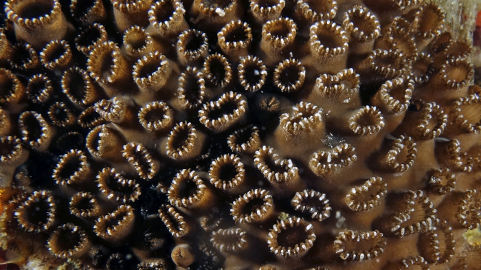 Palythoa tuberculosa DMS