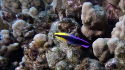 Labroides phthirophagus HawaiianCleanerWrasse DMS