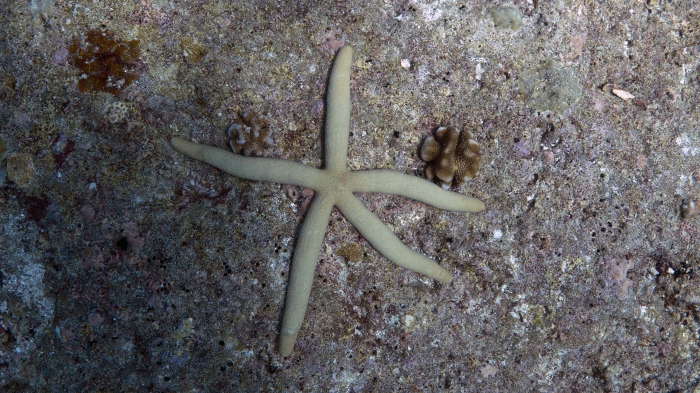 Linckia guildingi GuildingsSeaStar DMS Linckia guildingi GuildingsSeaStar DMS