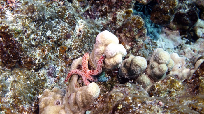 Linckia multifora SpottedLinckia DMS Linckia multifora SpottedLinckia DMS
