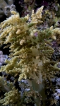 Litophyton arboreum Broccoli coral1 DMS