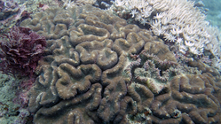 Lobophyllia hemprichii Largebrain root coral1 DMS