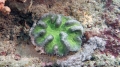 Anthozoa