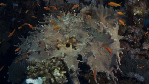 Lobophytum pauciflorum Hand coral2 DMS