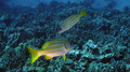 Lutjanus kasmira BluestripeSnapper DMS