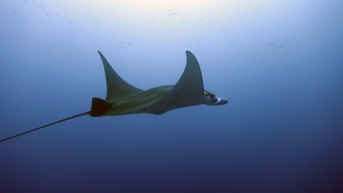 Manta alfredi ReefManta12 DMS Manta alfredi ReefManta12 DMS