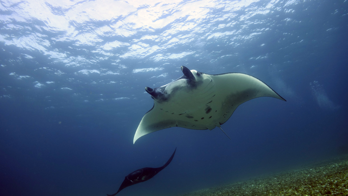 Manta alfredi ReefManta2 DMS Manta alfredi ReefManta2 DMS