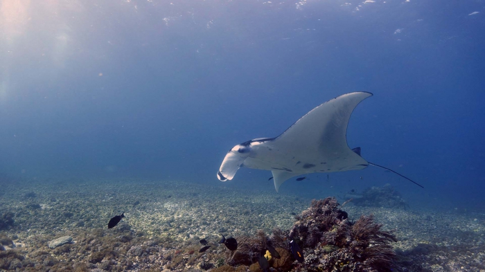 Manta alfredi ReefManta7 DMS Manta alfredi ReefManta7 DMS