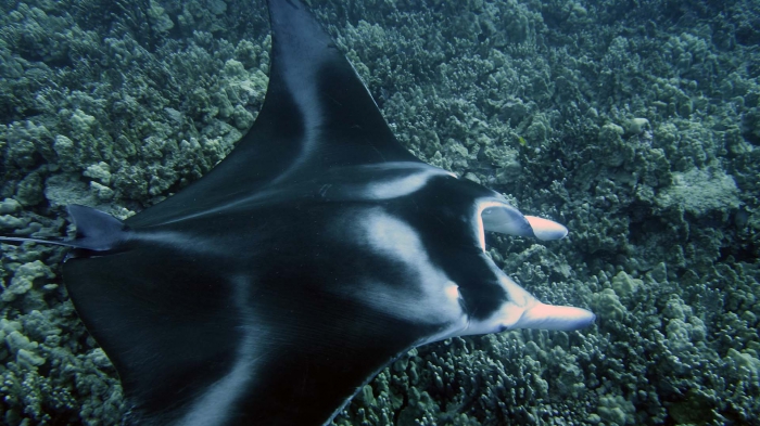 Manta alfredi ReefManta8 DMS Manta alfredi ReefManta8 DMS