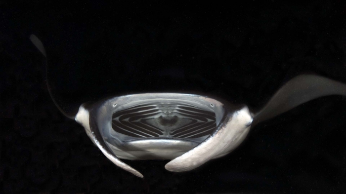 Manta birostris GiantManta night DMS Manta birostris GiantManta night DMS