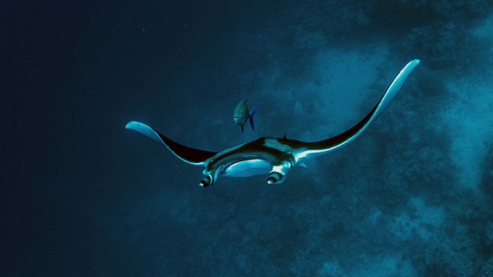 Manta birostris Giant manta ray1 DMS Manta birostris Giant manta ray1 DMS