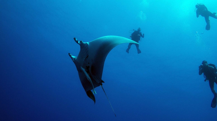 Manta birostris Giant manta ray3 DMS Manta birostris Giant manta ray3 DMS