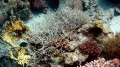 Anthozoa