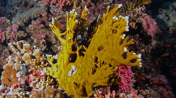 Millepora alcicornis Sea ginger DMS Millepora alcicornis Sea ginger DMS