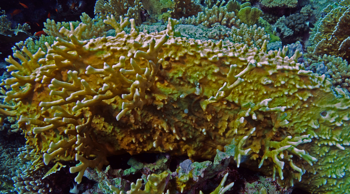 Millepora alcicornis Sea ginger1 DMS Millepora alcicornis Sea ginger1 DMS