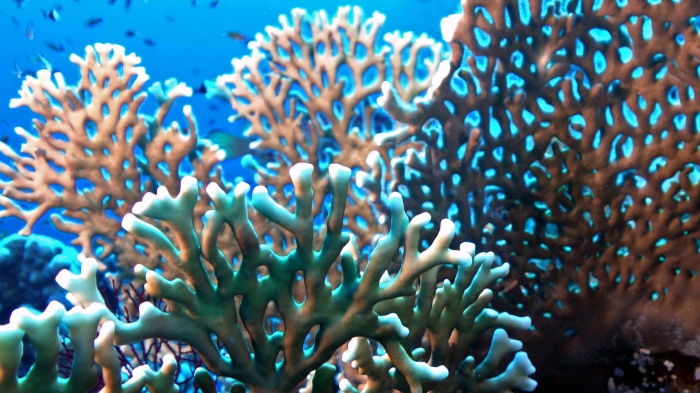 Millepora dichotoma3 DMS Millepora dichotoma3 DMS