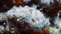 Porifera (sponges)