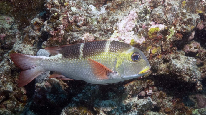 Monotaxis grandoculis Bigeye emperor5 DMS Monotaxis grandoculis Bigeye emperor5 DMS