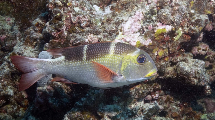 Monotaxis grandoculis Bigeye emperor5 DMS