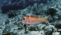 Monotaxis heterodon RedfinBream DMS