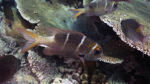 Monotaxis heterodon RedfinBream1 DMS