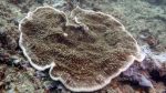 Montipora verruculosus DMS