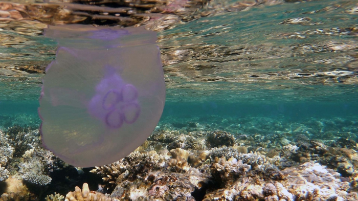 Moon jellyfish Aurelia aurita DMS