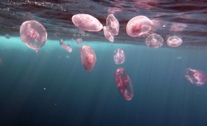Moon jellyfish Aurelia aurita1 DMS Moon jellyfish Aurelia aurita1 DMS