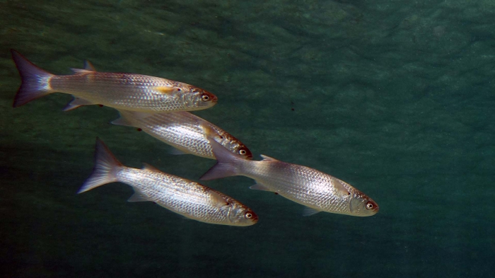 Mugil cephalus Flathead grey mullet DMS