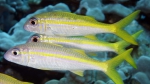 Mulloidichthys vanicolensis YellowfinGoatfish1 DMS