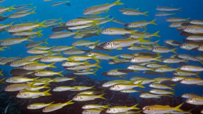 Mulloidichthys vanicolensis Yellowfin goatfish DMS