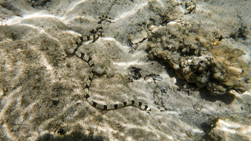 Myrichthys colubrinus Banded snake eel DMS