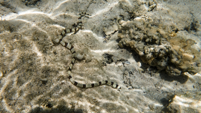 Myrichthys colubrinus Banded snake eel DMS