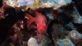 Myripristis berndti BigScaleSoldierfish DMS